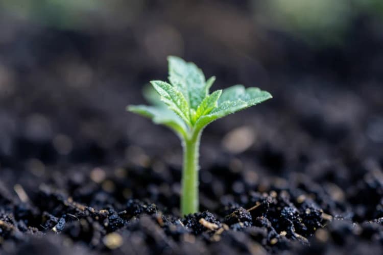 Uma planta crescendo a partir de um pequeno broto, simbolizando cura e recuperação.